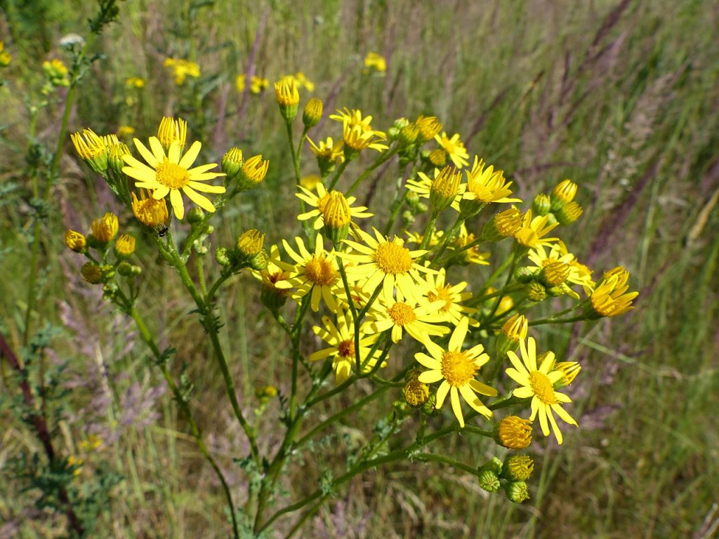 Starzec zwyczajny- roślina z żółtymi kwiatami